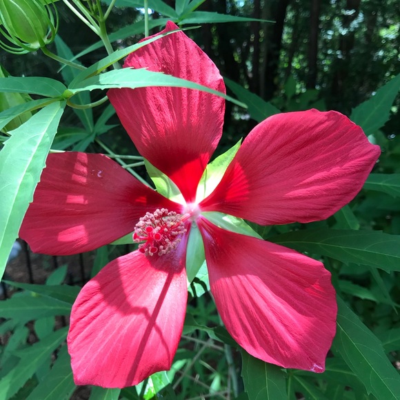 Meet your Posher, Rajani - Picture 1 of 1